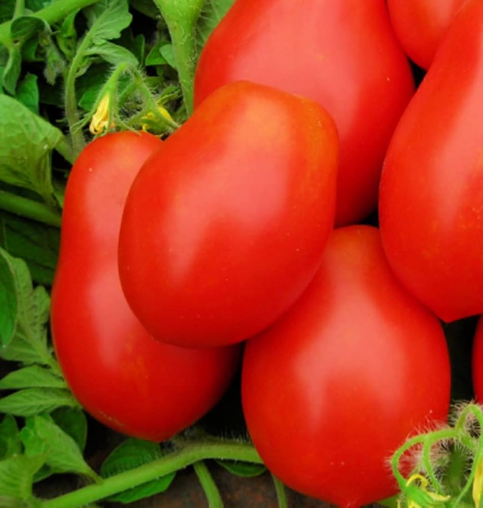 Willamette VF tomato grown from organic and conventional seeds with disease-resistant, flavorful red fruits